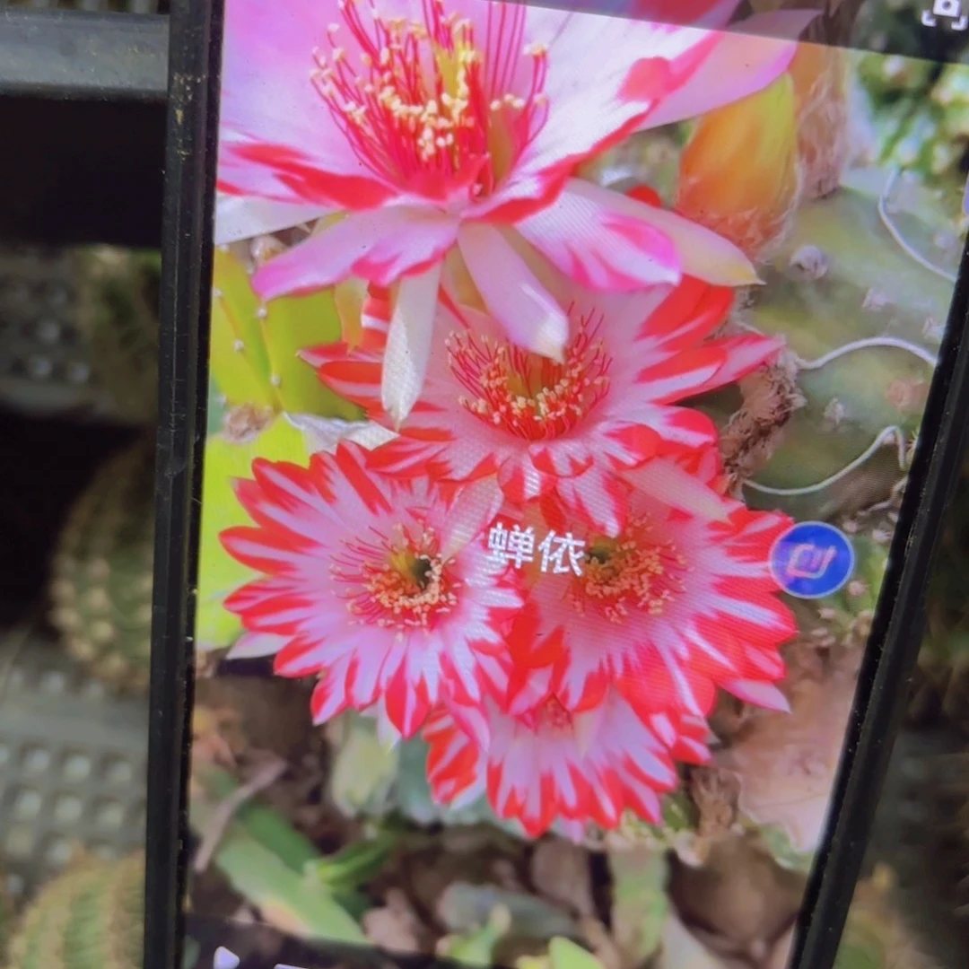 蝉衣丽花侧牙20包邮仙人球10
