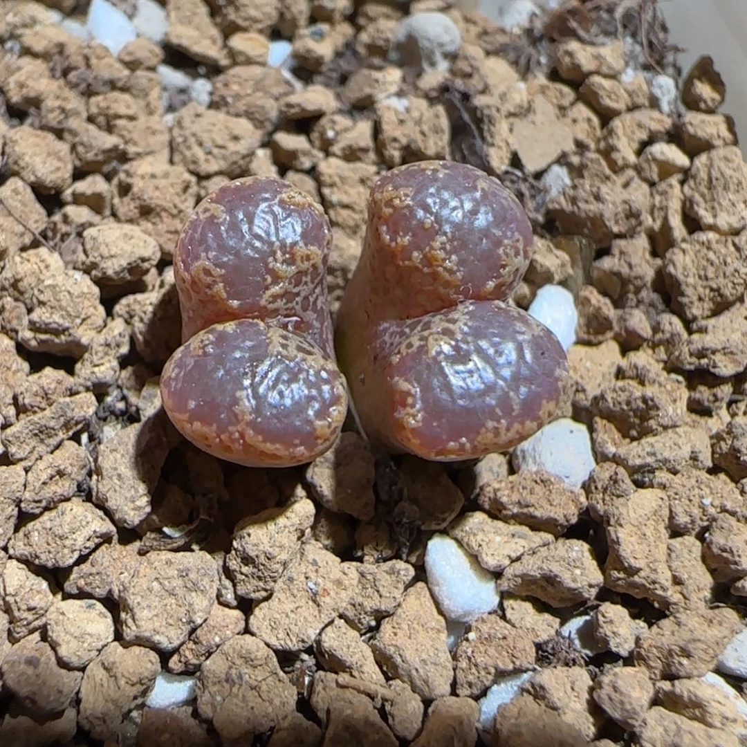 肉锥多肉植物组合-勋章951