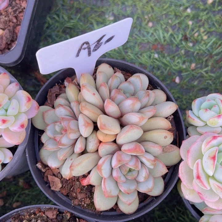 健健康康平平安安