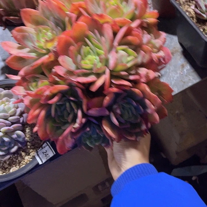 绮罗2422多肉植物