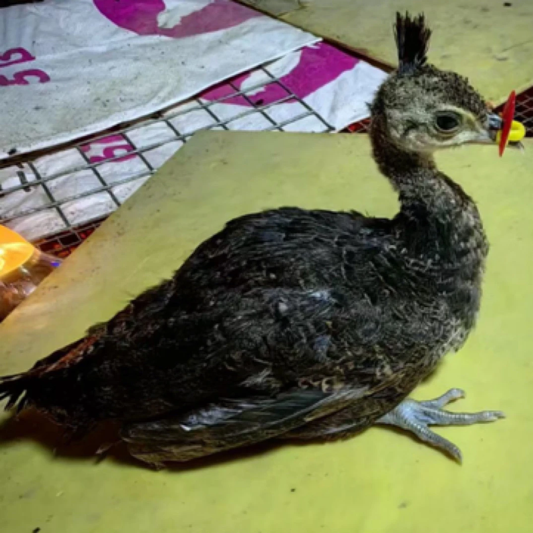 农牧园蓝孔雀宠物鸡活体宠物（一物一拍孔雀苗鸡苗）小鸡苗