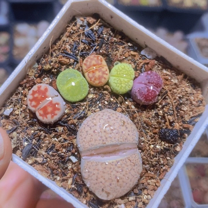 可爱小脚丫带盆发