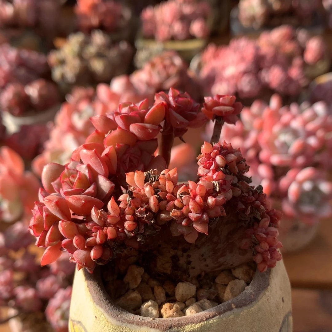 艾格尼丝玫瑰 015