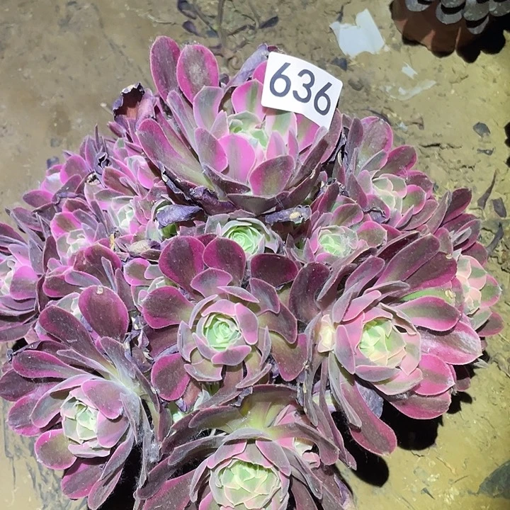 多肉植物法师636妖月