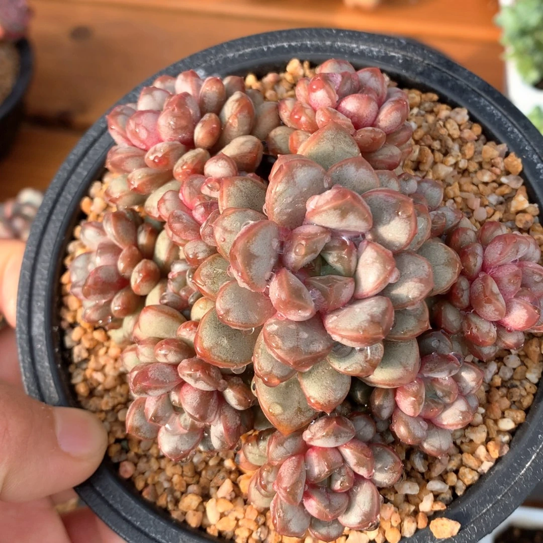 小叶葡萄整群一物一拍