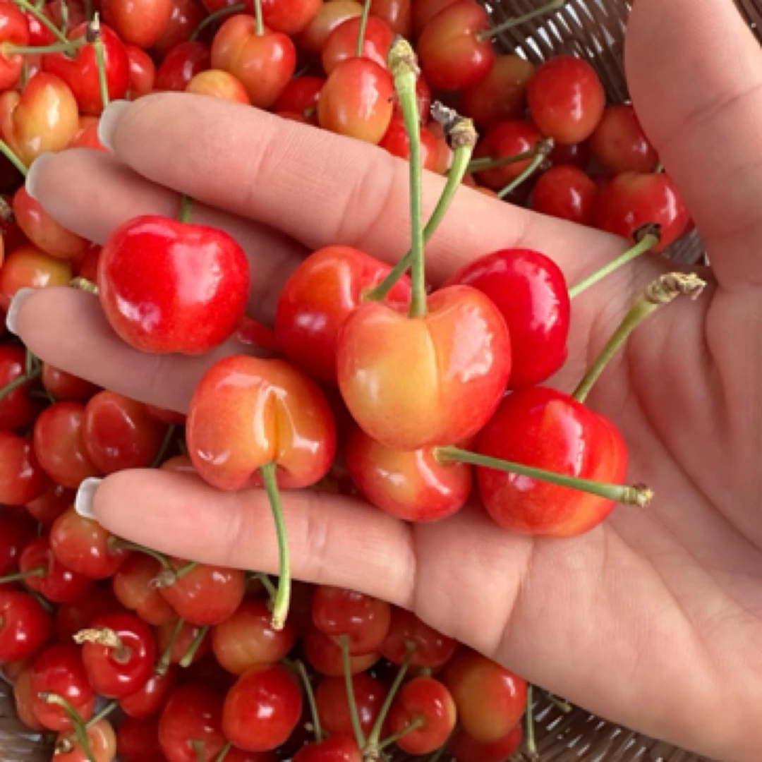 半山鲜谷大樱桃不打药、原生态，您和家人的选择哦