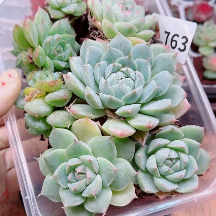 多肉植物多肉植物