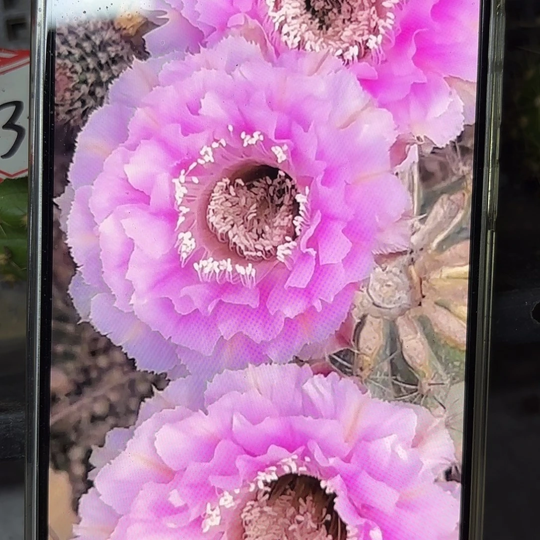 桃花落瑕疵侧牙20包邮10