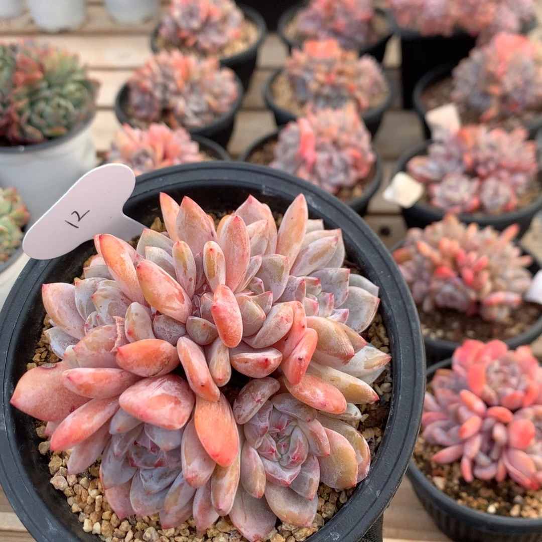 12厘米八头胸花石榴籽星影朵朵 无砍