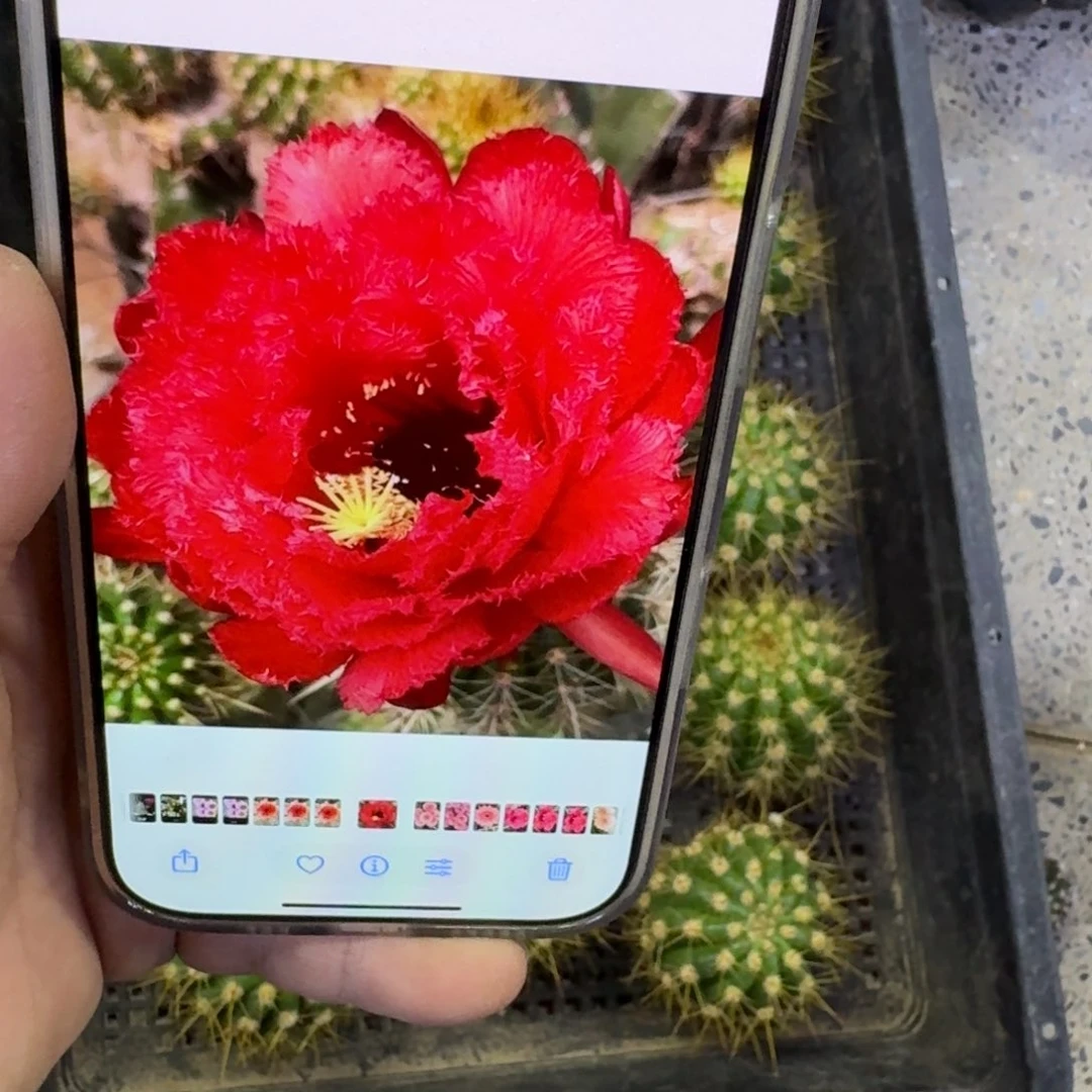 334毛五花牛歪无根侧牙5公分左右，20包邮