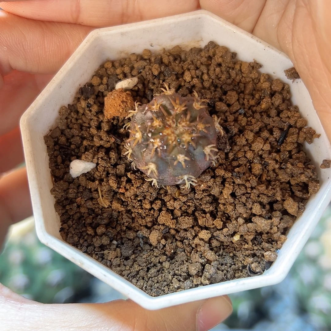 实生猫爪圆盘玉2公分带盆