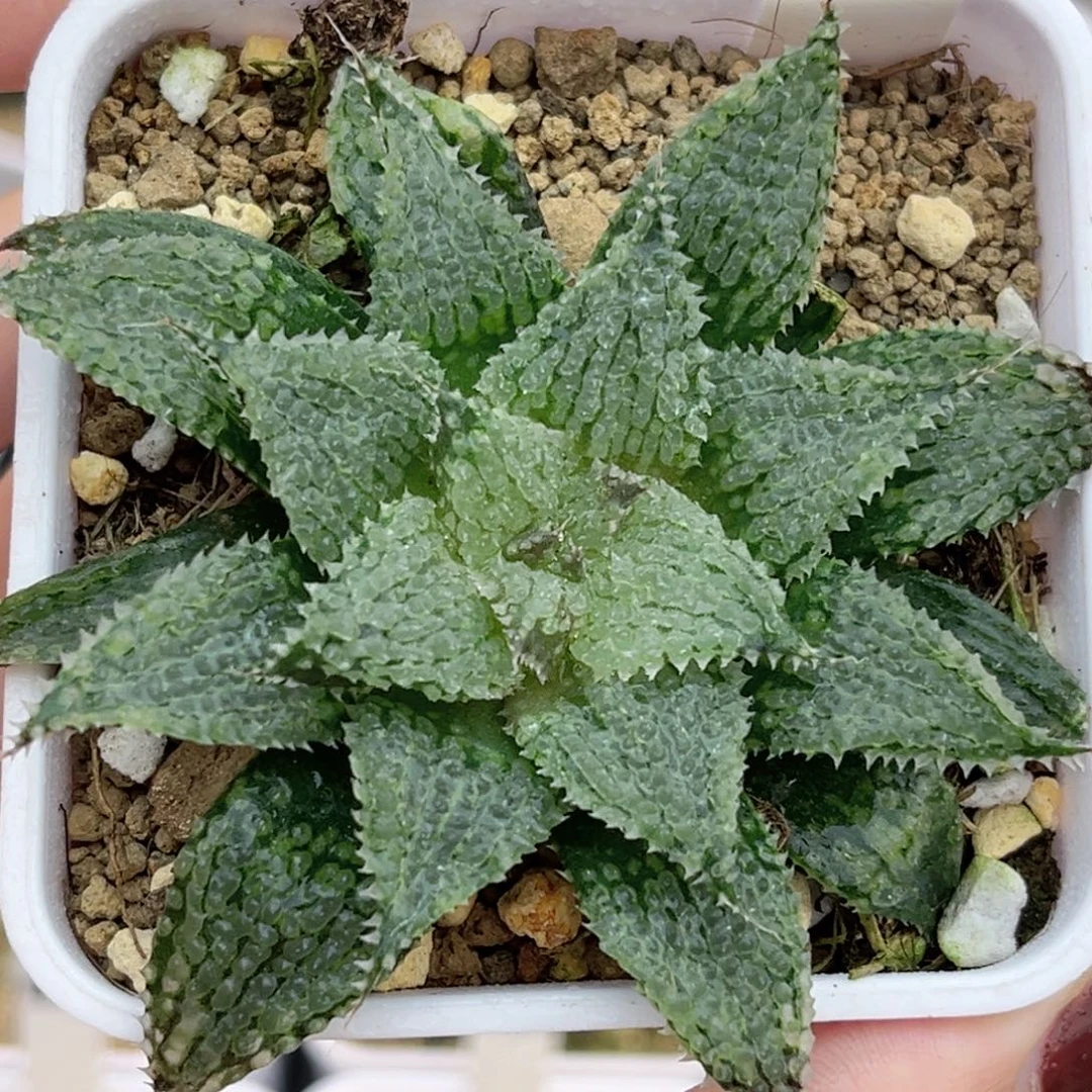 63莫瑞莎福利专场