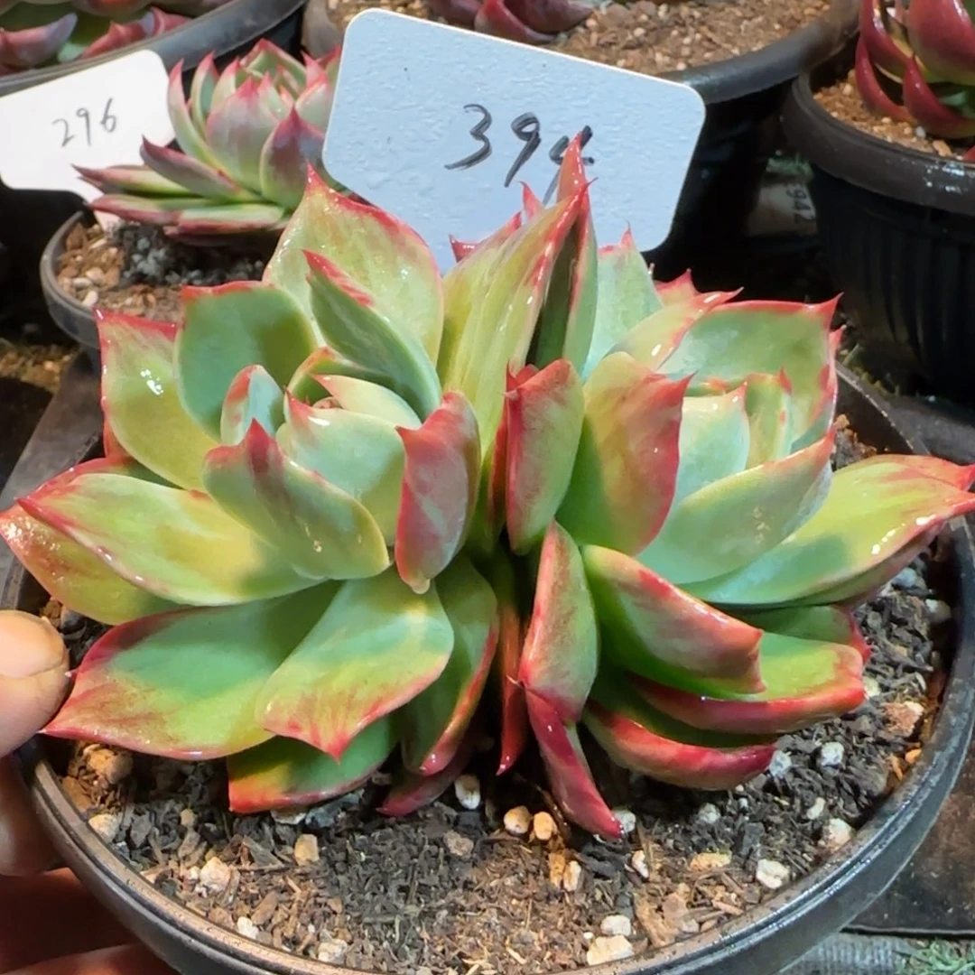 花脸拉丝惊鸿一物一拍包装收缩花394