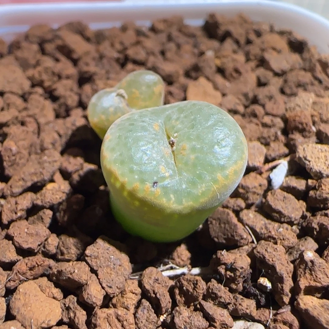 肉锥多肉植物组合-泡泡勋434