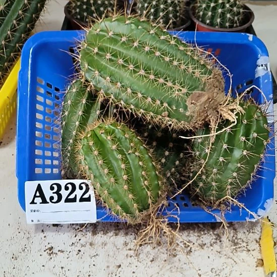 当前无花栽培后可以开花322