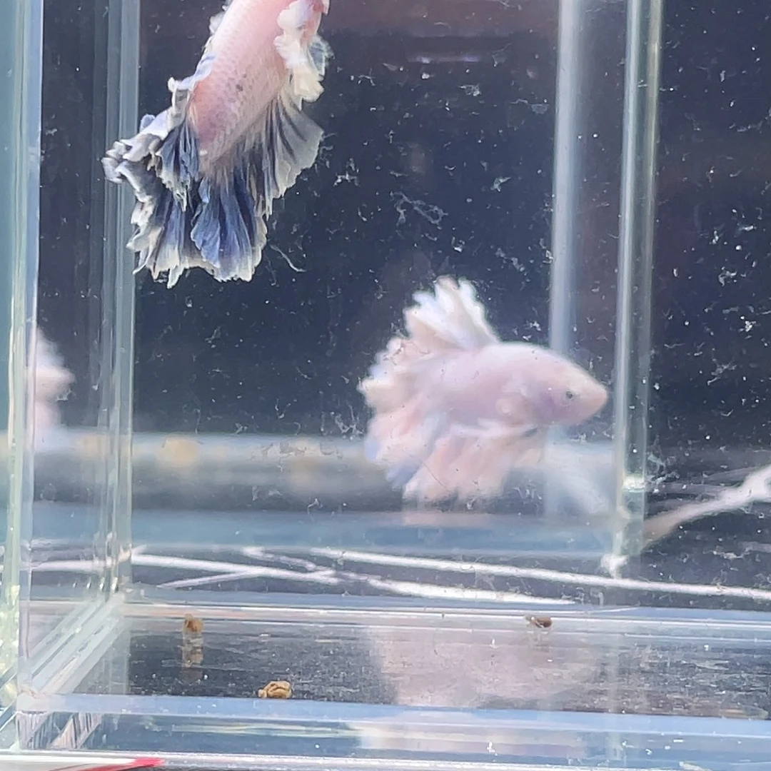 斗鱼印尼斗鱼，记得拍加热包034