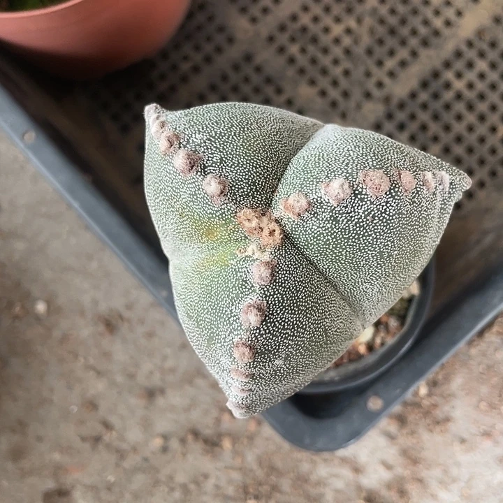 实生根三角鸾凤玉仙人球一物一拍