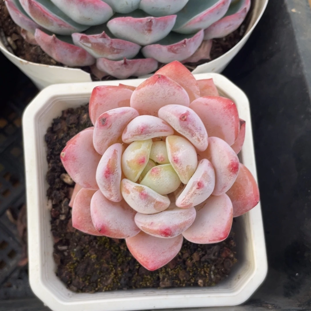 梦尔园冠幅7 公分一物一拍