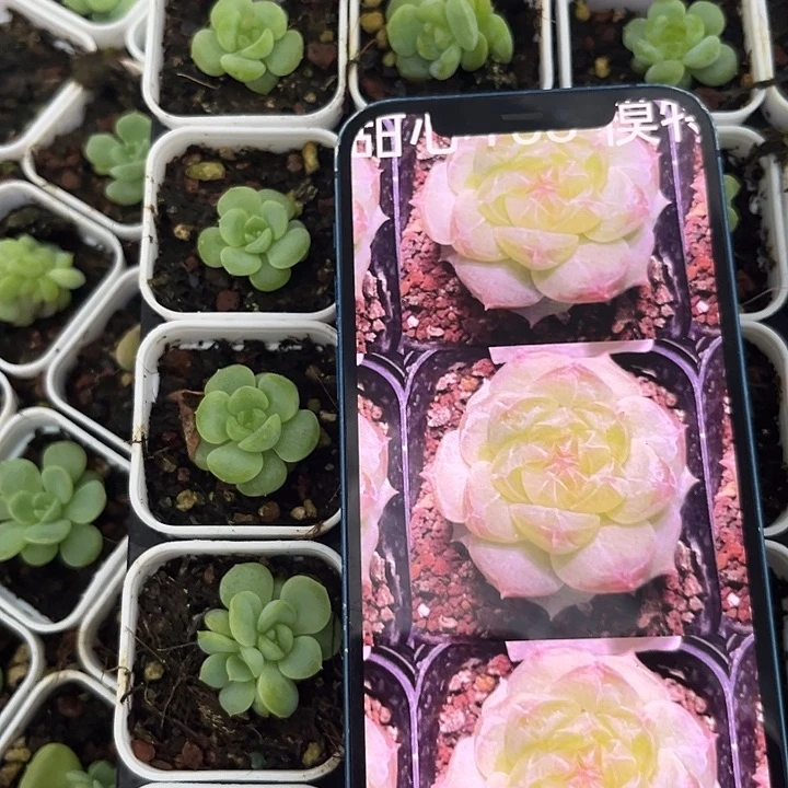 P158 4方杯  满20包邮