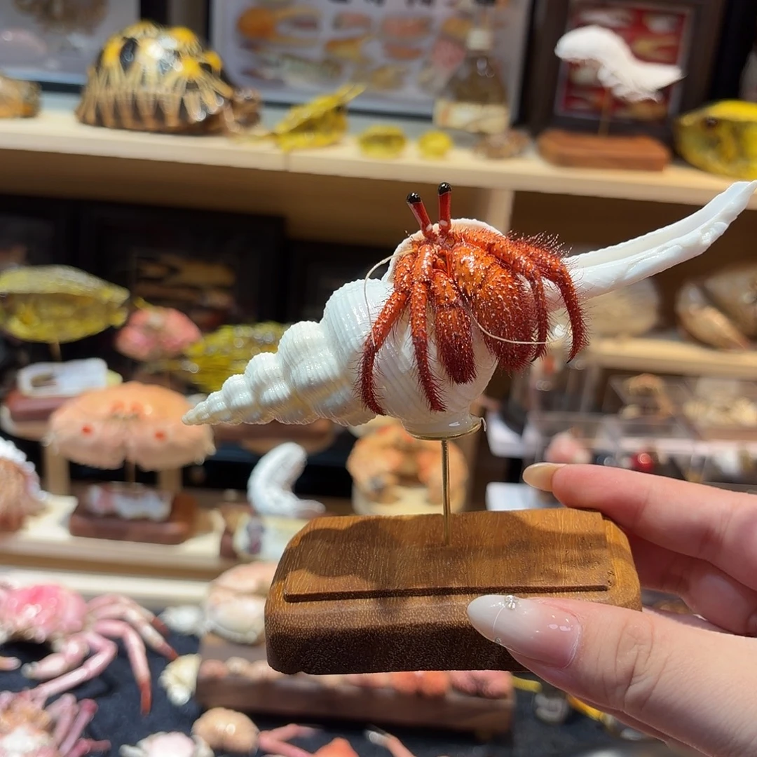 真实寄居蟹标本哦