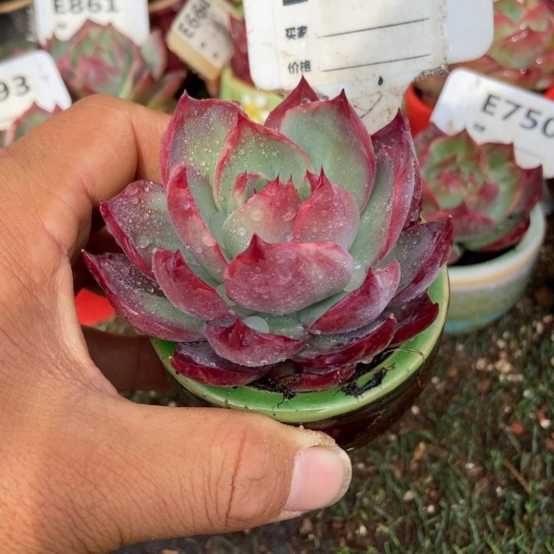 惊鸿一瞥867号楼