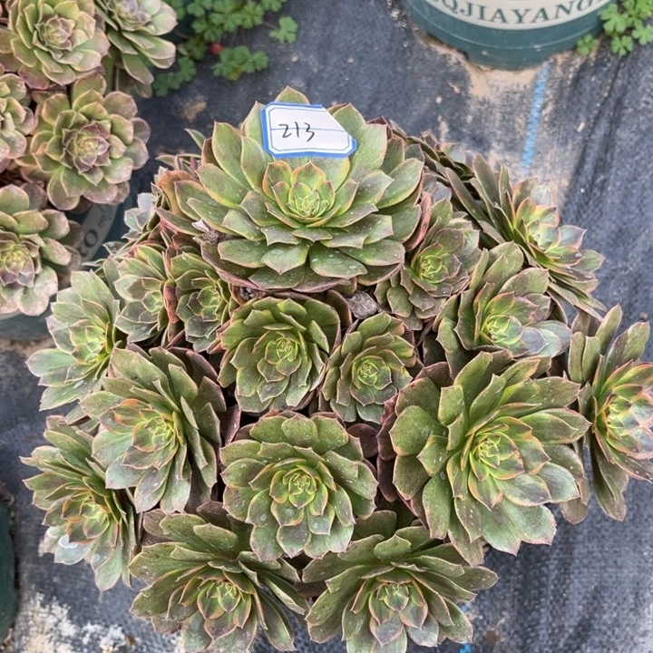213半夏多肉植物法师