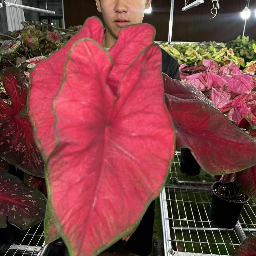 【布兰迪】彩叶芋大球锦化植物球根热植ins风客厅绿植