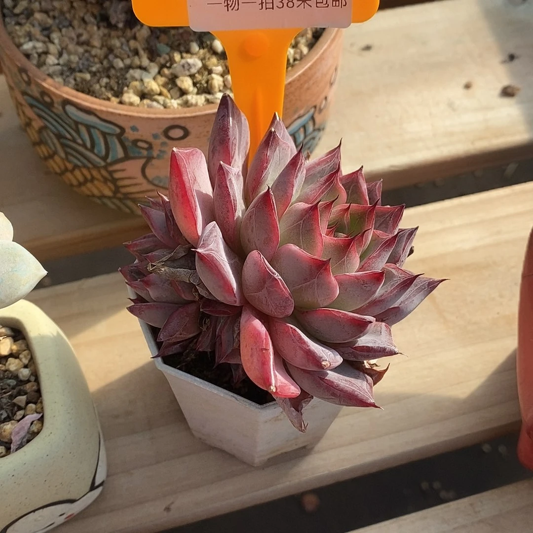 343人去与Tom哦哦我