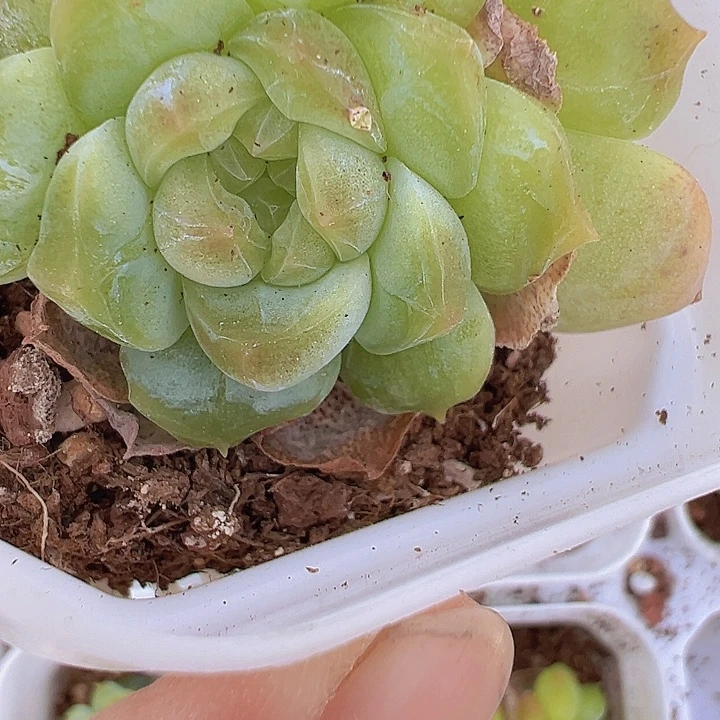 翡翠珍妮19包邮多肉