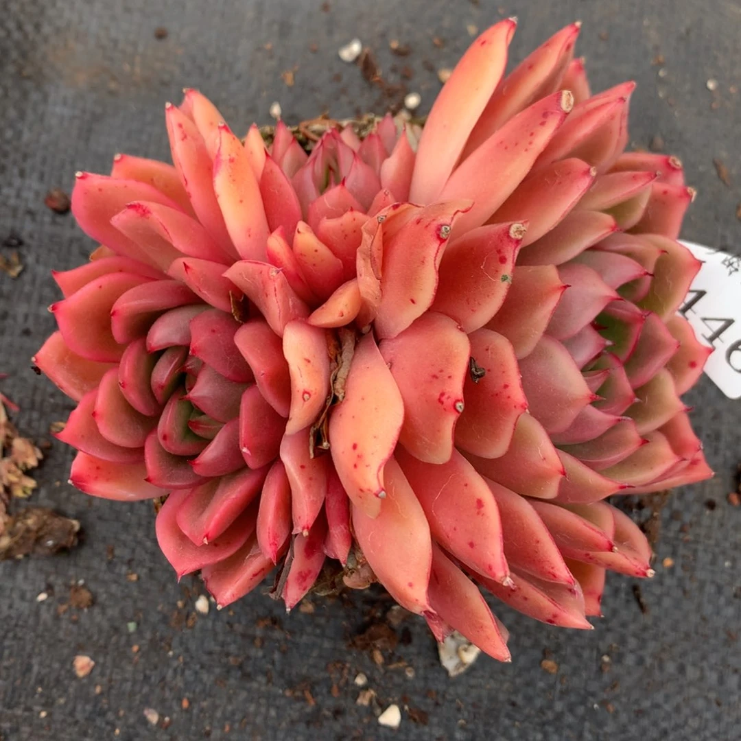 2446杂交多肉老桩