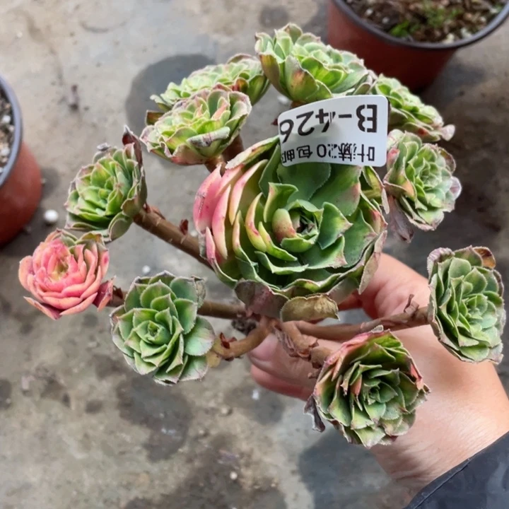 426知否根少多肉12345578多肉