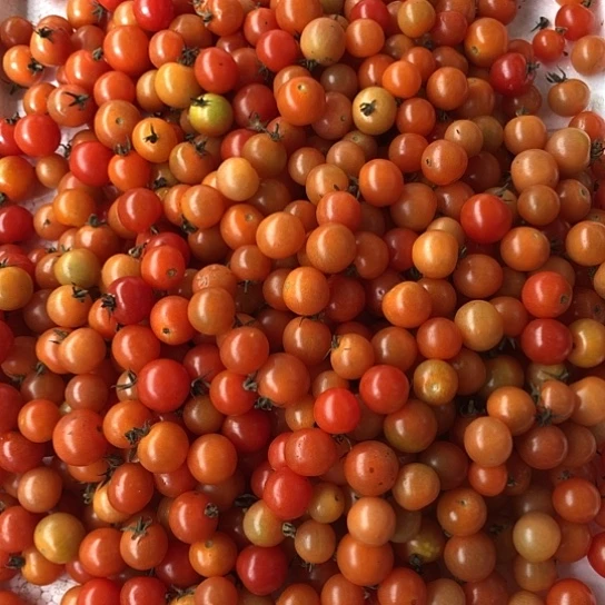 中国大陆酸甜小番茄