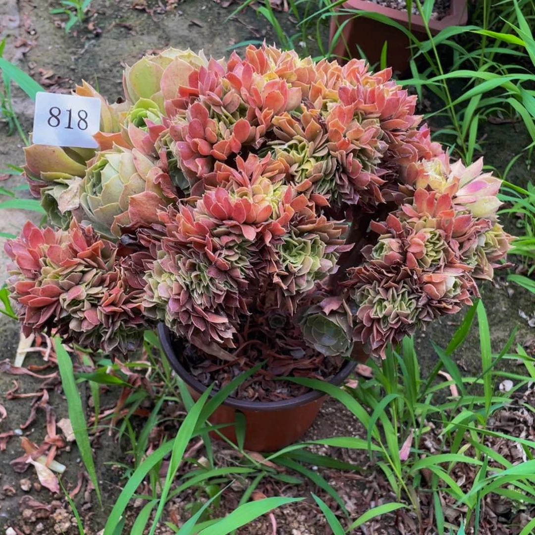 818号柠檬玫瑰法师