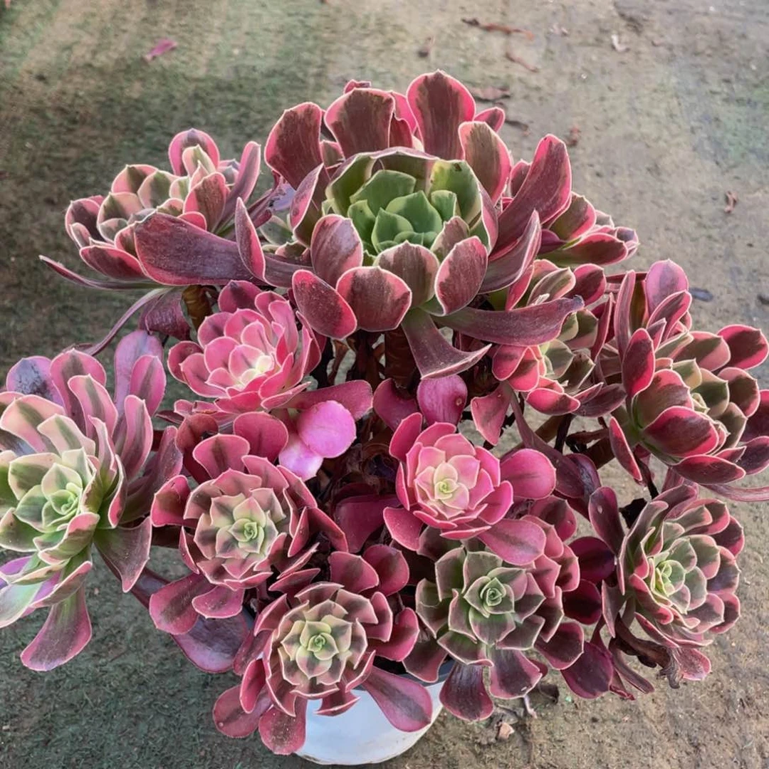 534美杜莎精品法师多肉