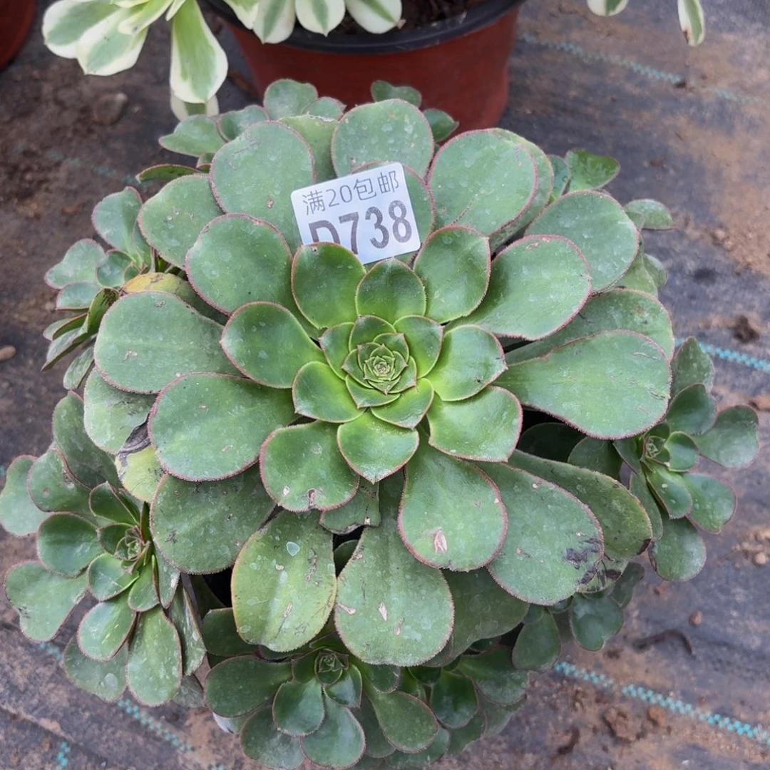 738多肉植物捧花的
