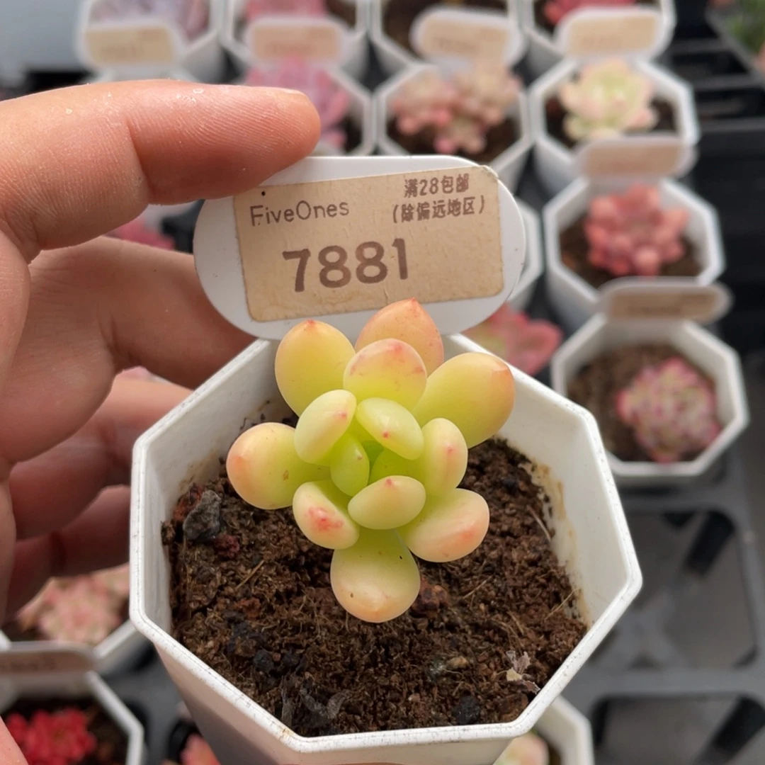 春萌7881-4.0厘米