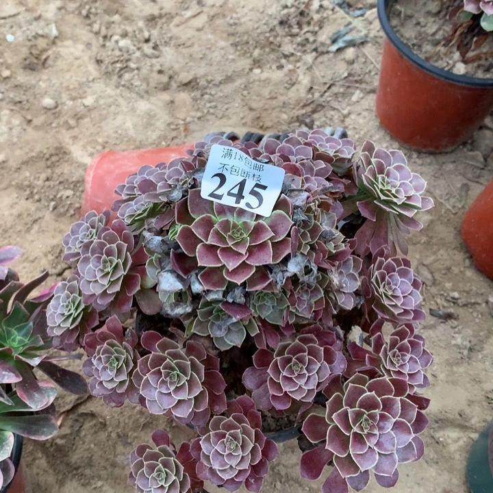 245荷兰玫瑰大手捧4