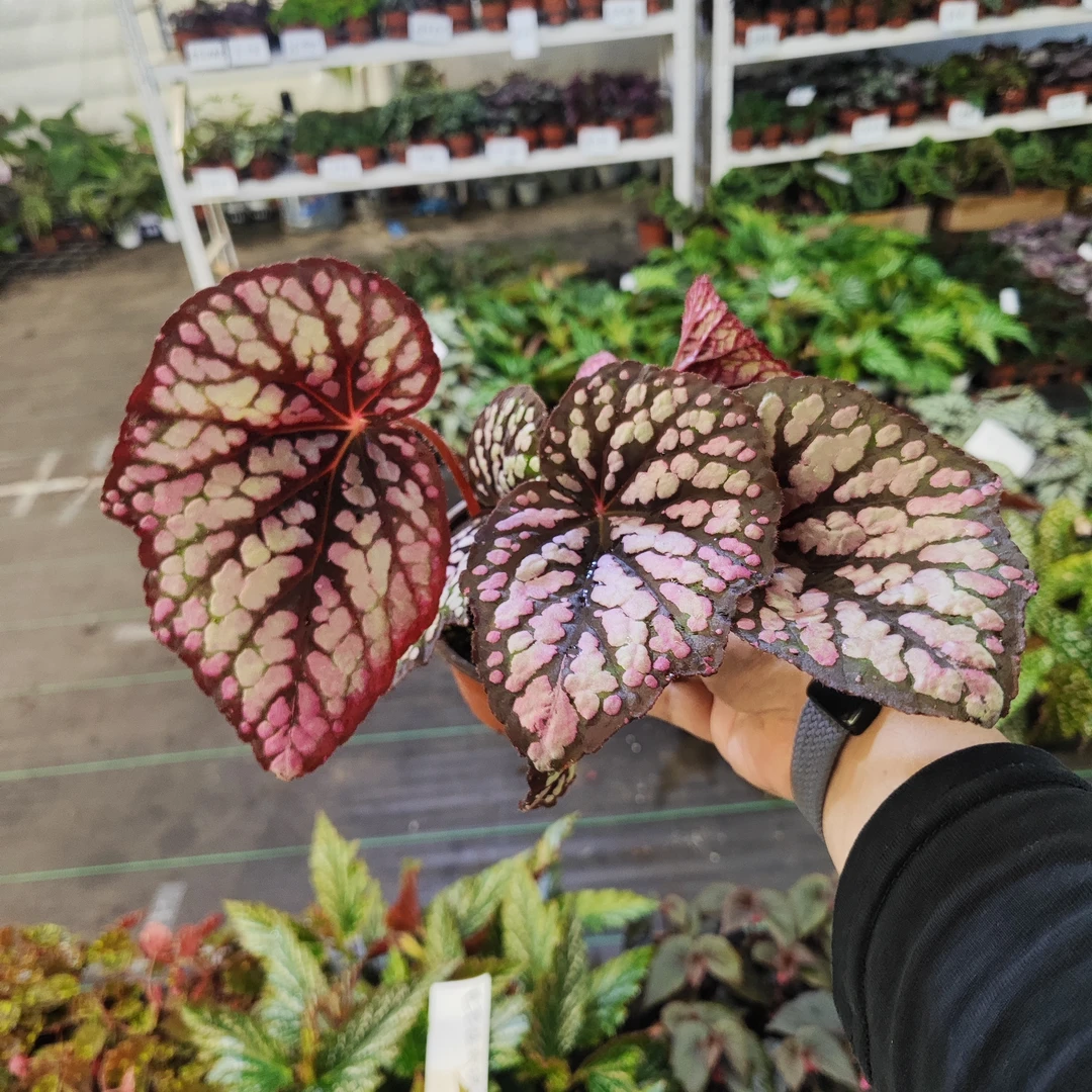 织女星秋海棠绿植盆栽室内观叶植物趣味桌面办公室装饰植物