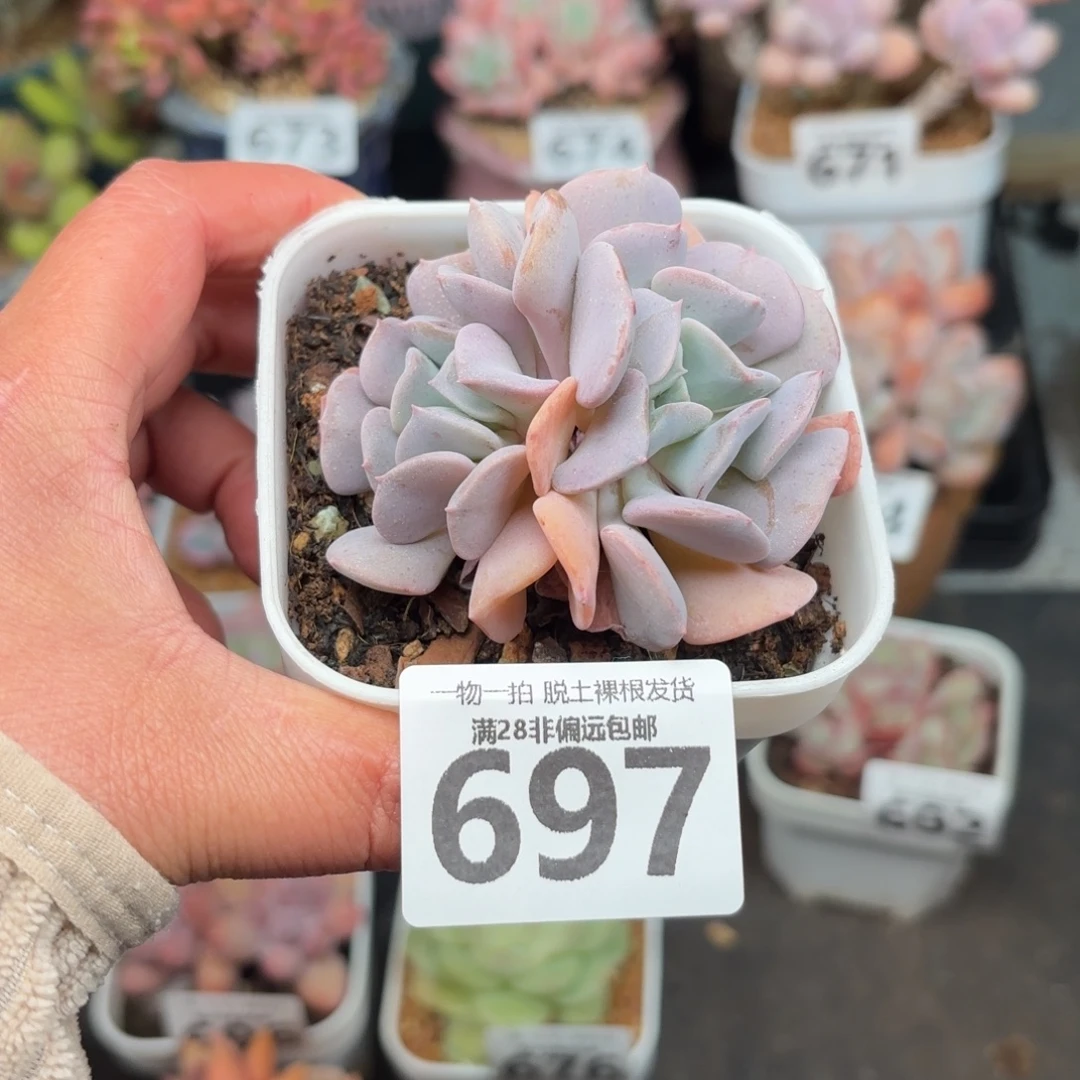 雪精灵无盆土发货