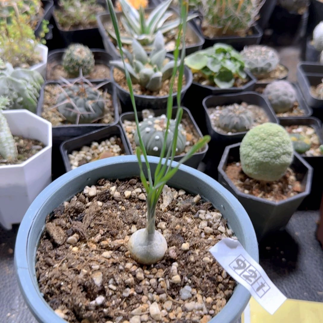 921硬叶海葱脱土发货