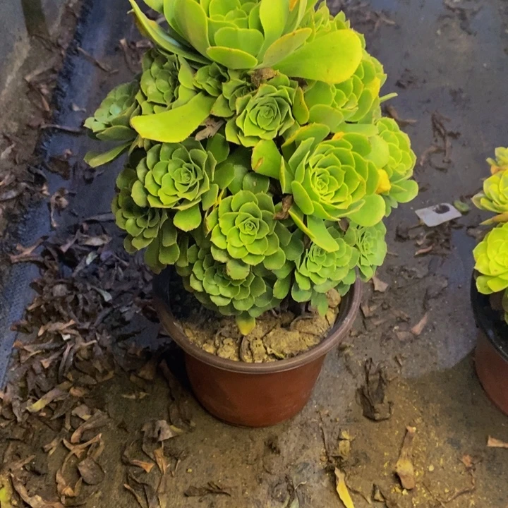 绿阳绒多肉断头不包3693