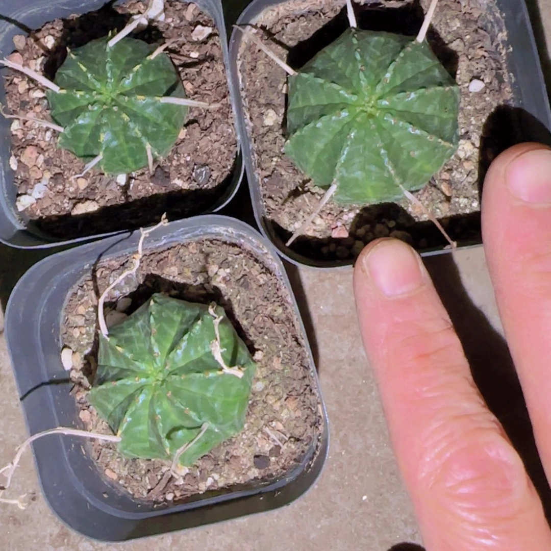 块根植物块根植物