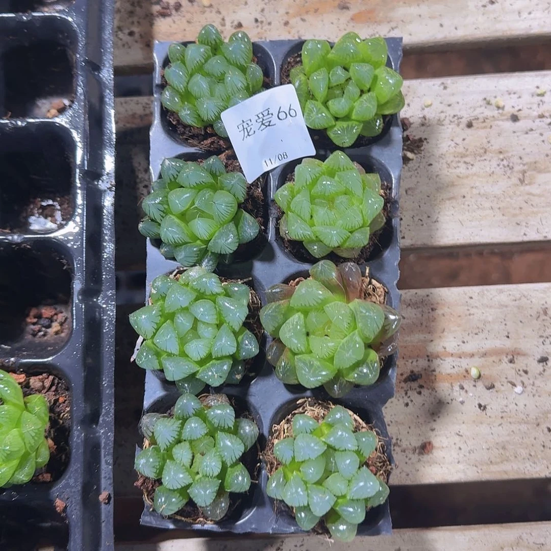 实生玉露一物一拍66