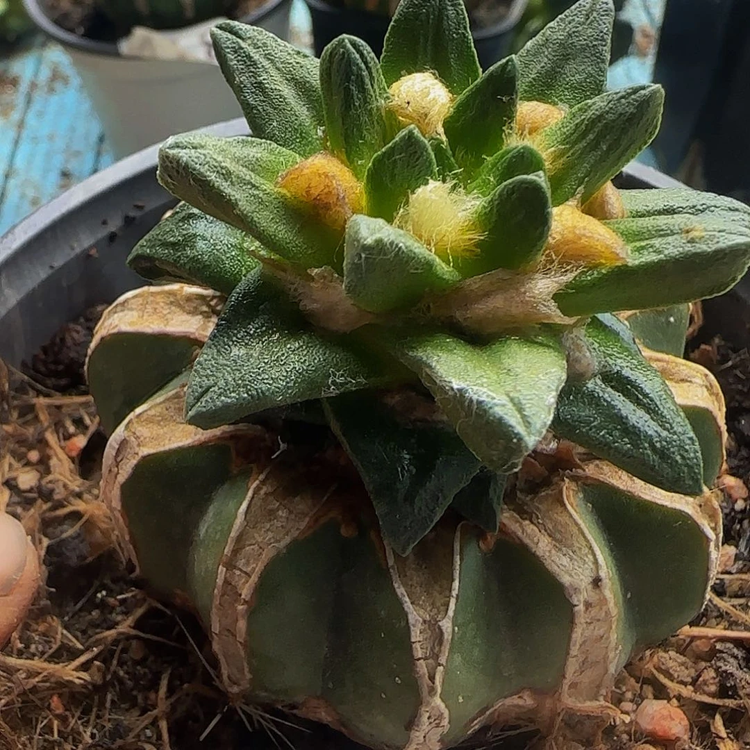 龙角993仙人球开花