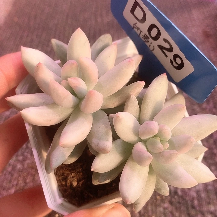 所罗门所罗门有根