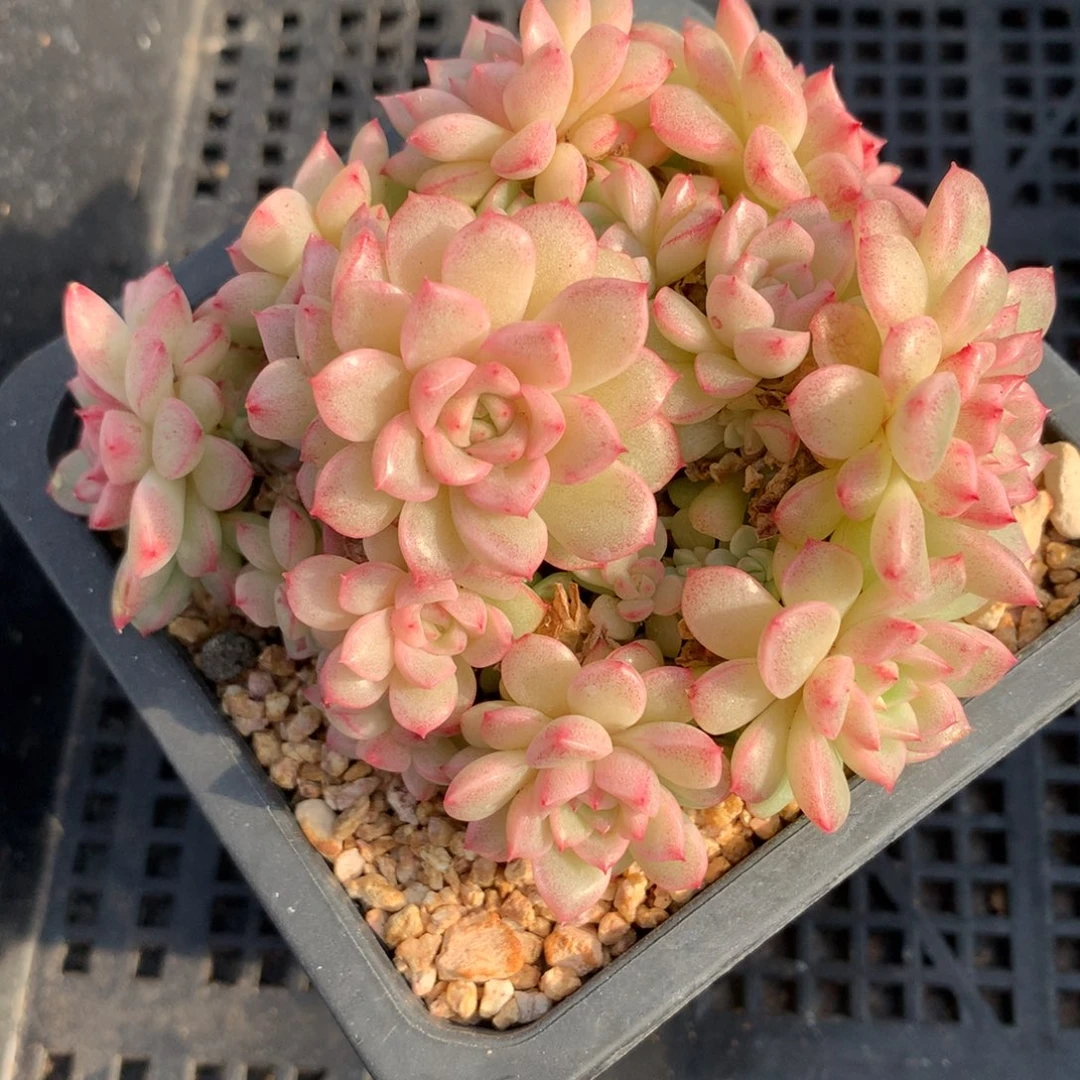 1214-40 套餐一组