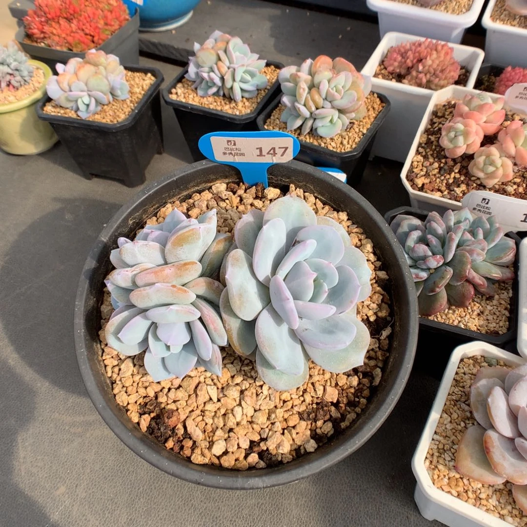 147 韩版宽叶奶茶多肉