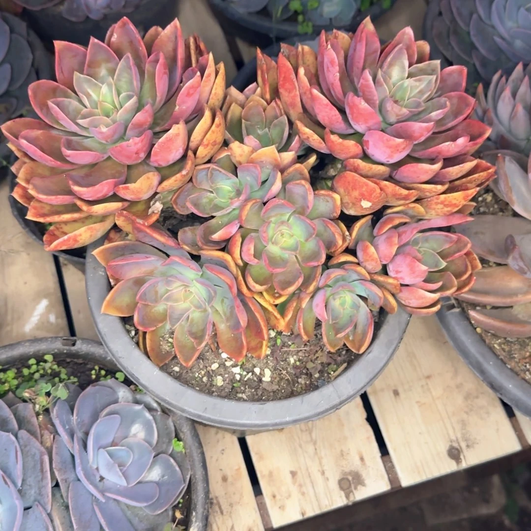 多肉植物多肉植物