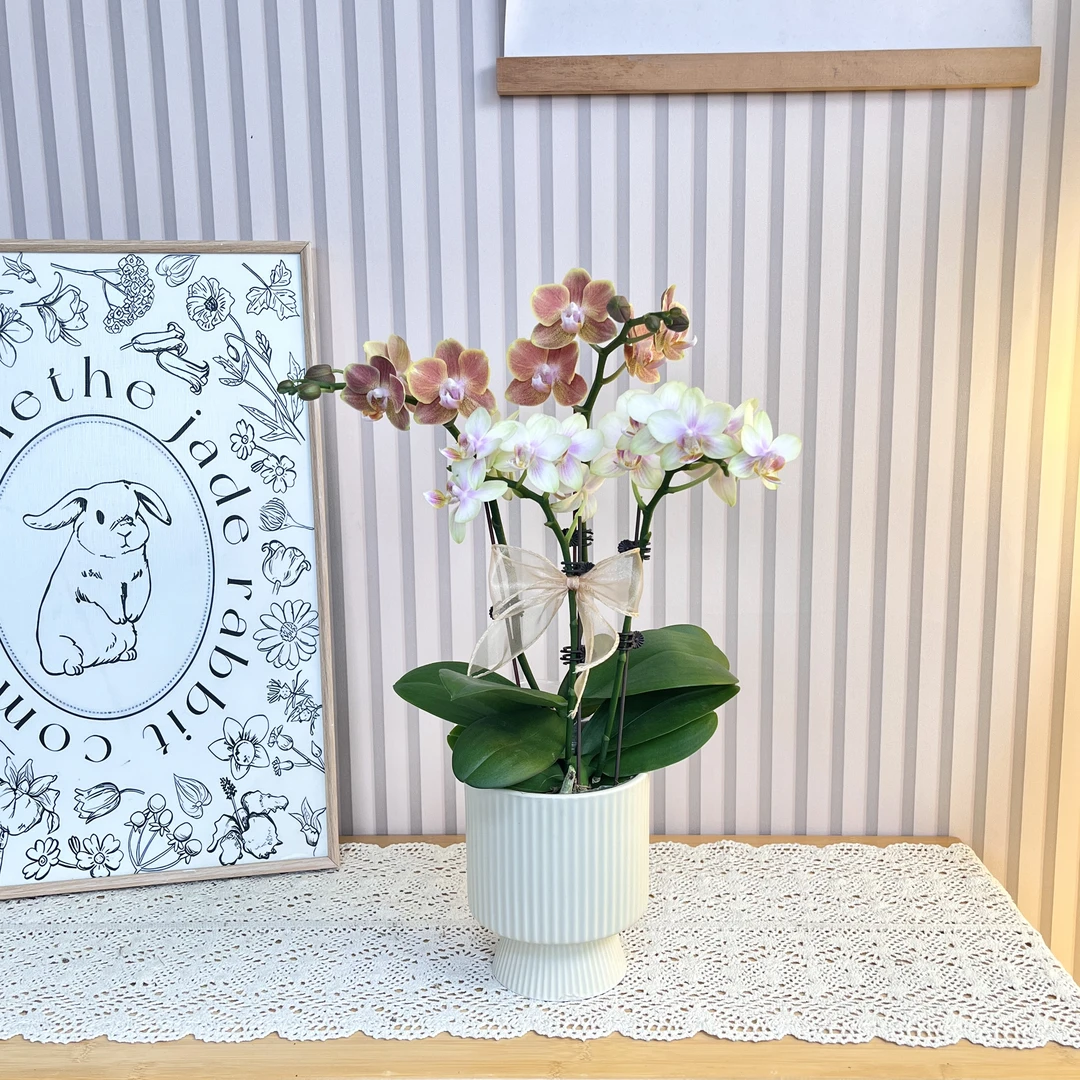 【艺术组盆-埃特纳+祥云】蝴蝶兰 室内高端绿植花卉 混色搭配小组盆