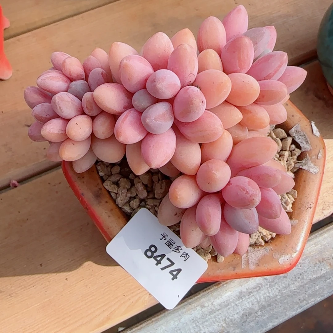 粉恋，8474多肉植物